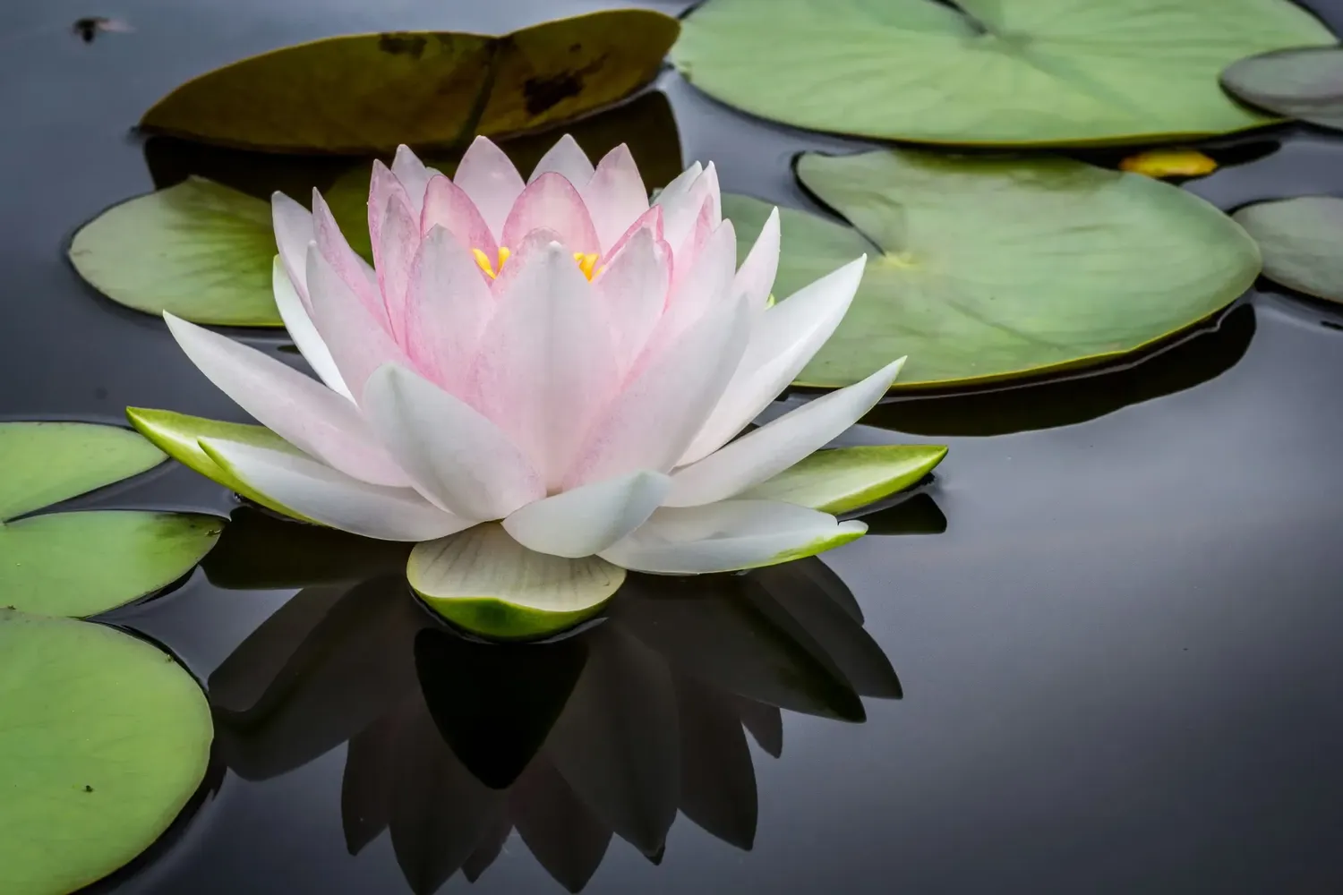 Fleur de lotus, symbole d'apaisement et d'harmonie